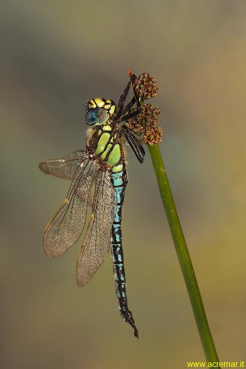 Aeshna affinis ? Brachytron pratense !